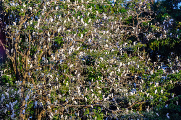 istock Small birds on the tree in Nicaragua 824564232