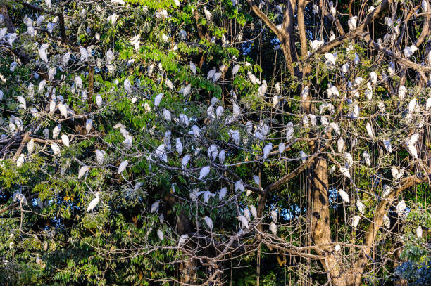 istock Small birds on the tree in Nicaragua 824564302