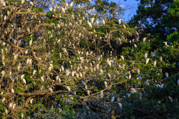istock Small birds on the tree in Nicaragua 824564366