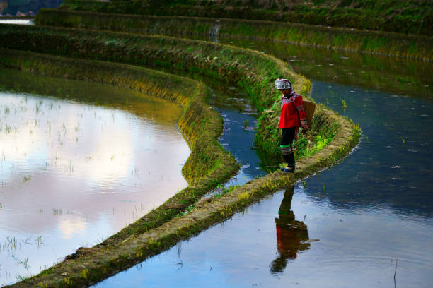 flooded rice fields in south china - hani imagens e fotografias de stock