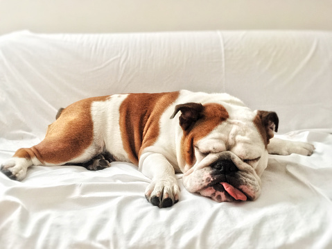 spoiled bulldog sleeps in owner's sofa! Ten-months old female English bulldog