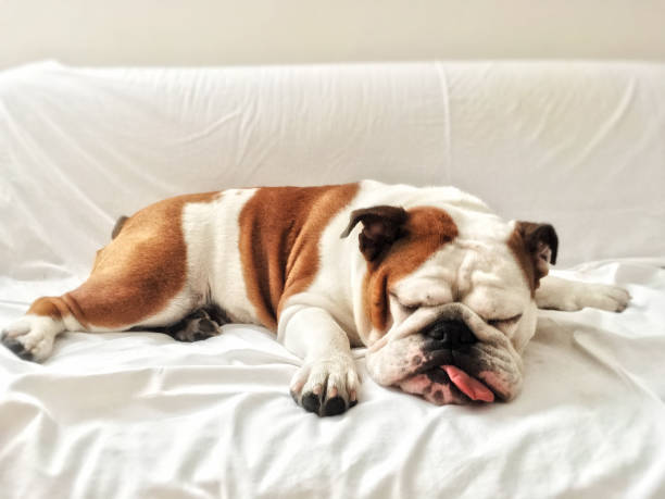 couch potato bulldog sleeps on sofa spoiled bulldog sleeps in owner's sofa! Ten-months old female English bulldog grimacing photos stock pictures, royalty-free photos & images