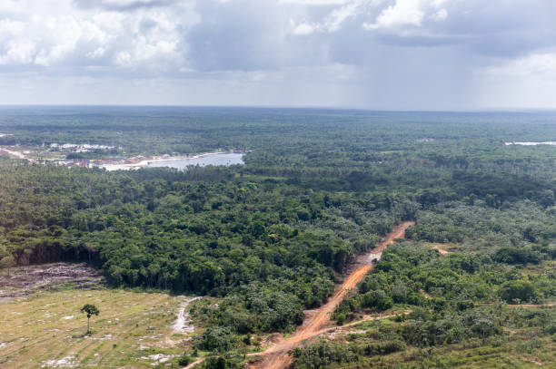 istock Nature of Guyana, South America 824565010