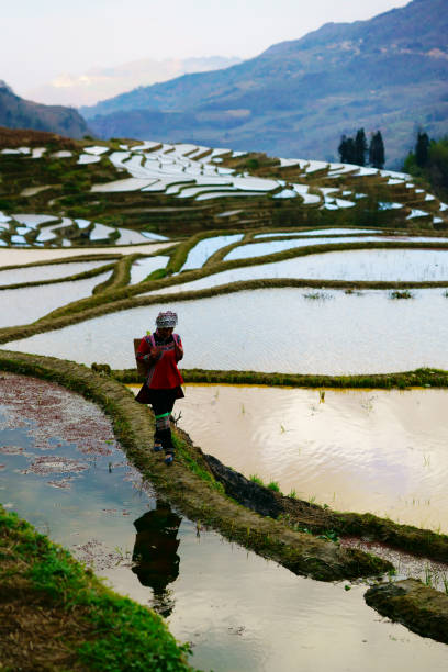 flooded rice fields in south china - hani imagens e fotografias de stock