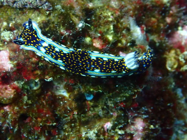 istock Hypselodoris agassizii nudibranch 824566004