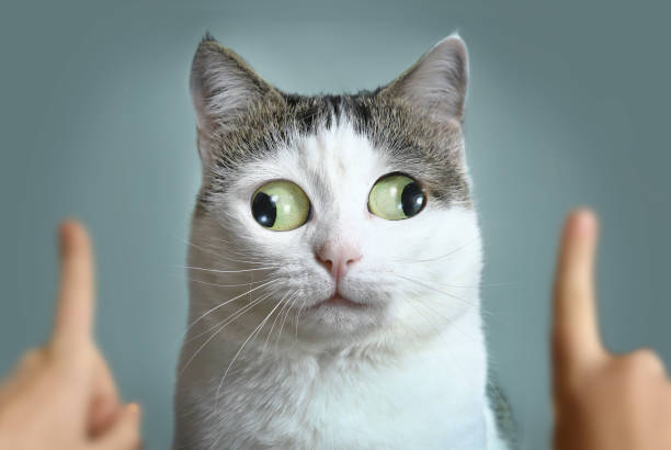 funny cat at ophtalmologist appointmet