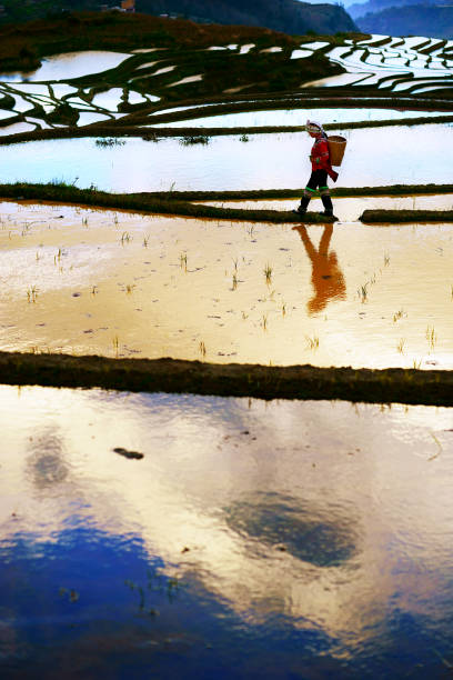 istock Flooded rice fields in South China 824566154