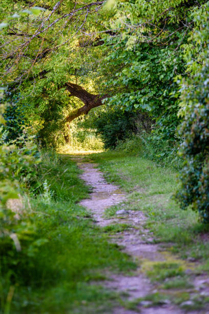 istock dark gravel pathway road in evening forest 824567228