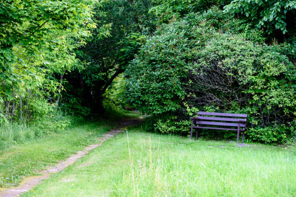 istock dark gravel pathway road in evening forest 824567274