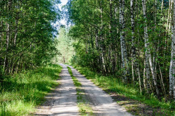 istock romantic gravel road in green tree forest 824567376