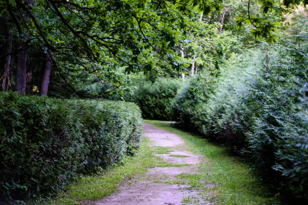 istock dark gravel pathway road in evening forest 824567652