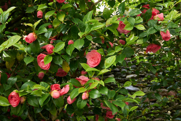 Camellia japonica Camellia japonica blooming camellia stock pictures, royalty-free photos & images
