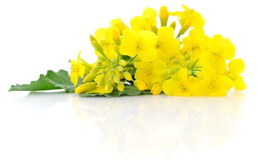 Canola field field against blue sky background. Cultivated Agricultural Field. Rapeseed plant, colza rapeseed for green energy. Yellow rape flower for healthy food oil on field.