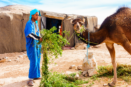 Sahara, Morocco - May 10, 2017: Berber man dressed in traditional moroccan gandoura and touareg feeds his camel with alfalfa in front of his Berber tent in the moroccan Sahara desert.