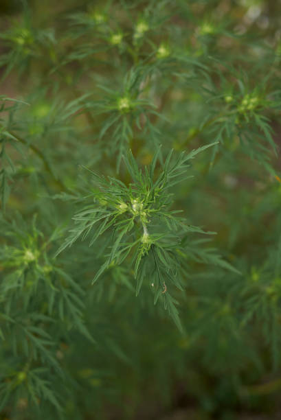 istock Ambrosia artemisiiifolia 824568858