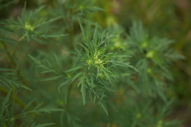 istock Ambrosia artemisiiifolia 824568864