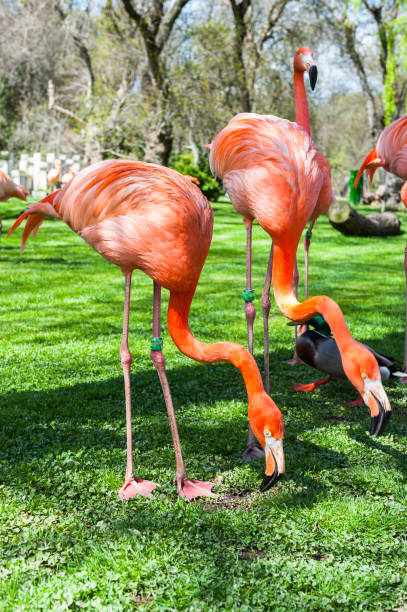 istock Pink flamingo 824571180