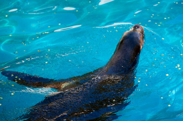 istock Sea lion from California makes a performance in the Zoo 824571340