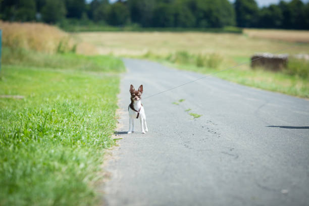 istock Chihuahua brought out in the countryside 824571708