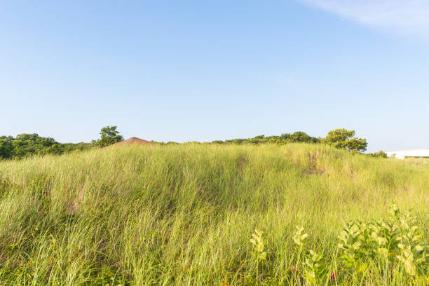 Long Grass and blue sky stock photo