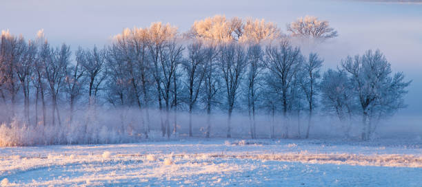 istock Hoarfrost covered trees in early morning light 824571810