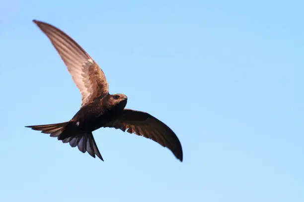 common swift flies against the sky ,Creative photos