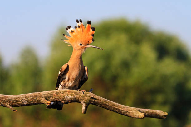 istock crown on the head of a bird 824572588