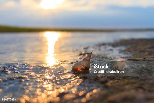 Perle In Einem Sumpf Eine Schale Und Einen Flaum Am Ufer Eines Sees Stockfoto und mehr Bilder von Mississippi - Südliche Bundesstaaten der USA