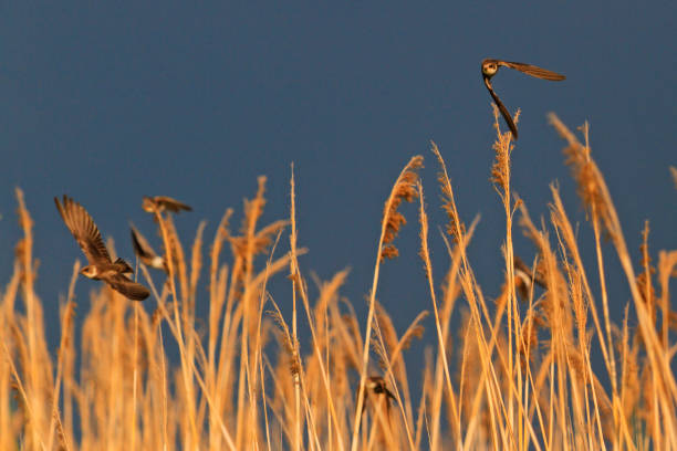 istock two birds chasing each other on the background of stormy sky 824572700