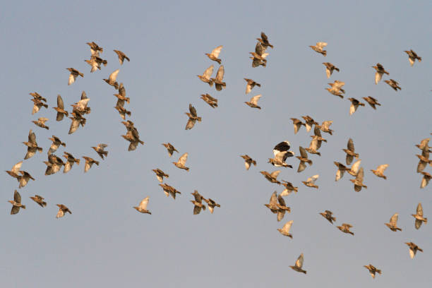 istock steep peak of a flock of birds 824572704