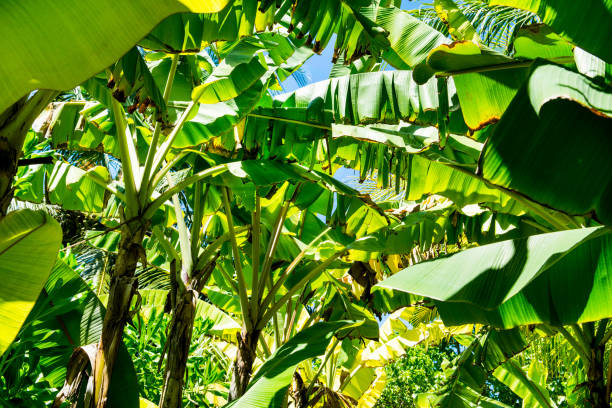 istock Close up image of palm tree with the coconuts on a branch 824572784