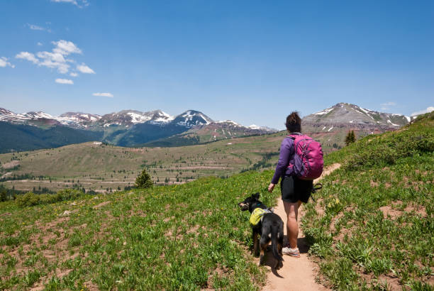 Young Woman Hiker on the Colorado Trail with Her Dog A young woman and her dog hike the Colorado Trail in the San Juan National Forest, Colorado, USA. jeff goulden mountain stock pictures, royalty-free photos & images