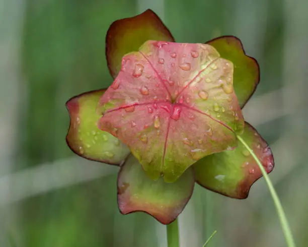 Close up of wild flower head pitcher-plant, White Lake fen, Ontario, Canada