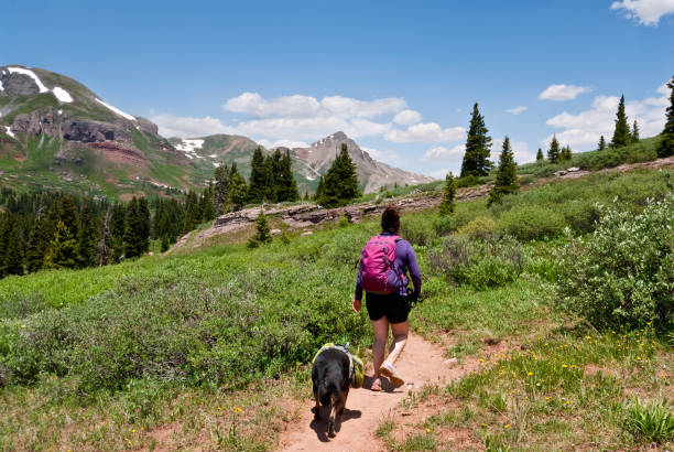 Young Woman Hiker and Dog on the Colorado Trail A young woman and her dog hike the Colorado Trail in the San Juan National Forest, Colorado, USA. jeff goulden san juan mountains stock pictures, royalty-free photos & images