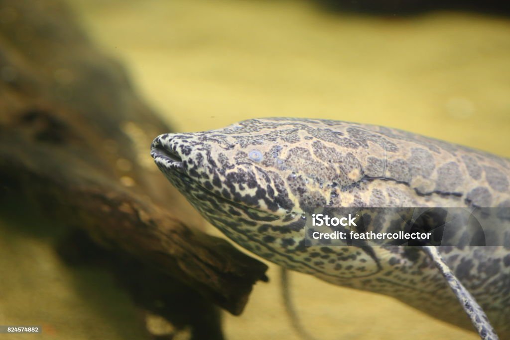 African Lungfish (Protopterus aethiopicus) in Africa Africa Stock Photo
