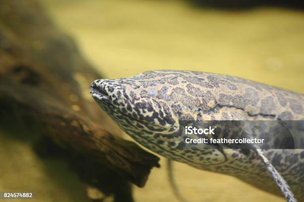 African Lungfish In Africa Stock Photo - Download Image Now