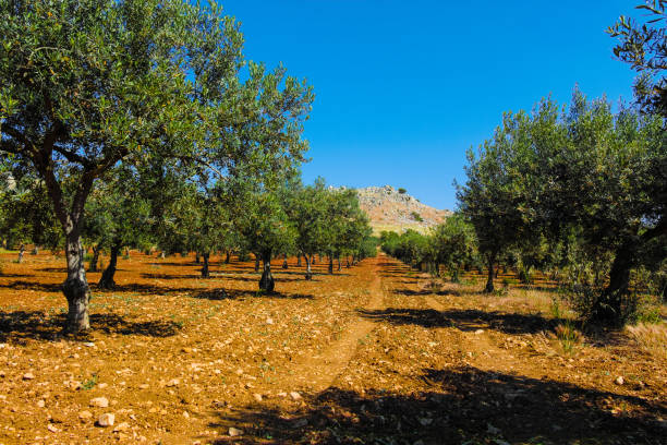 istock Big and old ancient olive tree in the olive garden in Mediterranean 824574936