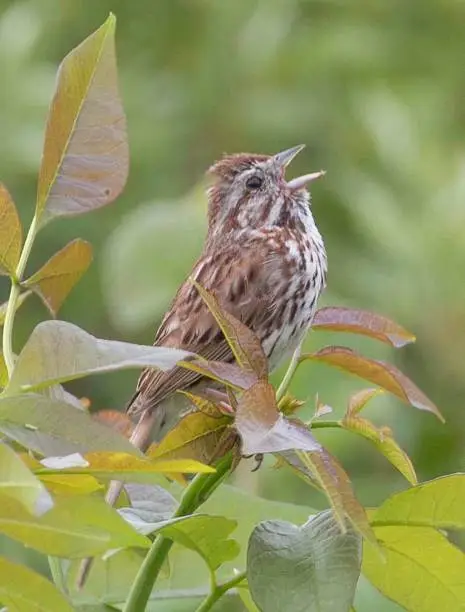 Male songsparrow sings its heart out at the top of a small bush.