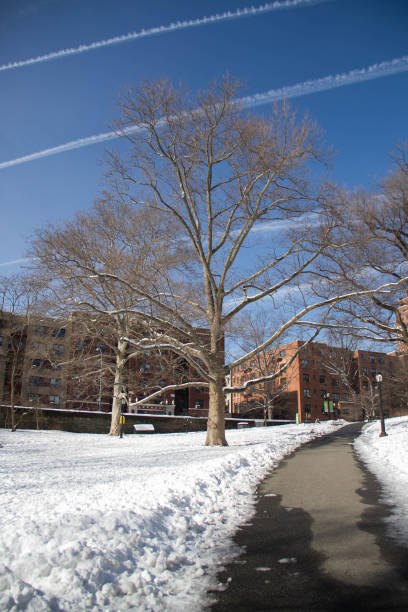 istock Walkway in curve and trees on snow with blue sky 824575932