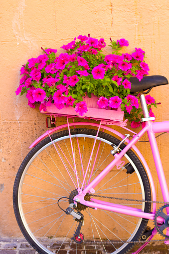 Umbria, Italy: Pretty pink petunias on the back of a pink bike against an orange wall. Copy space available. Shot in Montefalco.