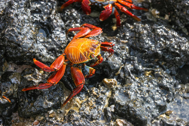Close to the edge of the water, orange and yellow crabs collect in the tidal rock pools