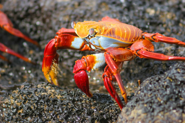 istock A red and yellow crab walks along some wet rocks 824577416