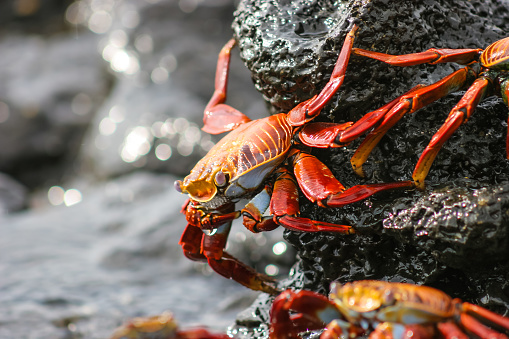 Close to the edge of the water, orange and yellow crabs collect in the tidal rock pools