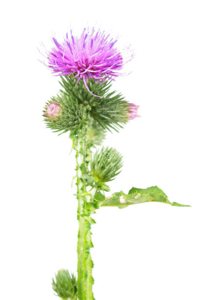 istock Welted thistle (Carduus crispus) isolated on white background. Medicinal plant 824577512