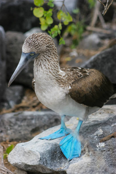 One of the incredibly famous endemic species to the Galapagos Island, the blue footed booby displays his feet in a courtship ritual. The female chosing the male based on his display and the colour of his feet.