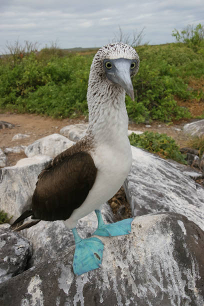 istock Blue Footed Booby stands on a rocky shore in the Galapagos 824577630