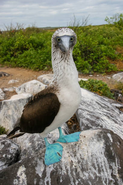 istock Blue Footed Booby stands on a rocky shore in the Galapagos 824577644