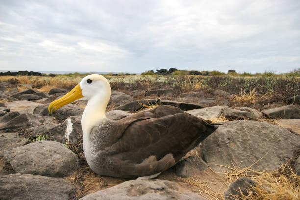 A single waved albatross broods over its rocky nest on the Galapagos Islands With close to the biggest wing span of all birds, and certainly sea birds. This albatross rests on it's clutch of eegs on a rocky shore in the Galapagos Islands wandering albatross photos stock pictures, royalty-free photos & images