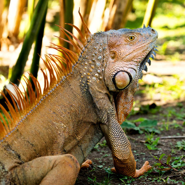 istock Green Iguana close-up portrait 824579190