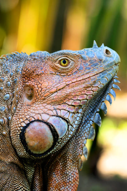 istock Green Iguana close-up portrait 824579194